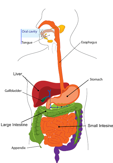 The plural of appendix is appendixes or appendices